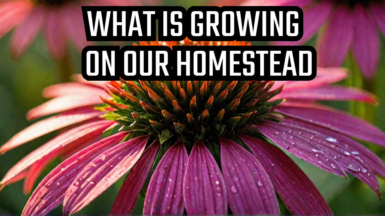 What's Growing on Our Homestead in June You Won't Believe