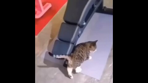 I need to exercise to get in shap🐈😁♥️