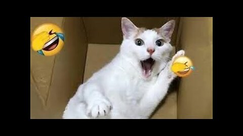 Hilarious Animal Moments That Will Make Your Day! 😆🐾