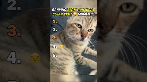 Ranking Best Touching Cats Cleaning Spot Moments