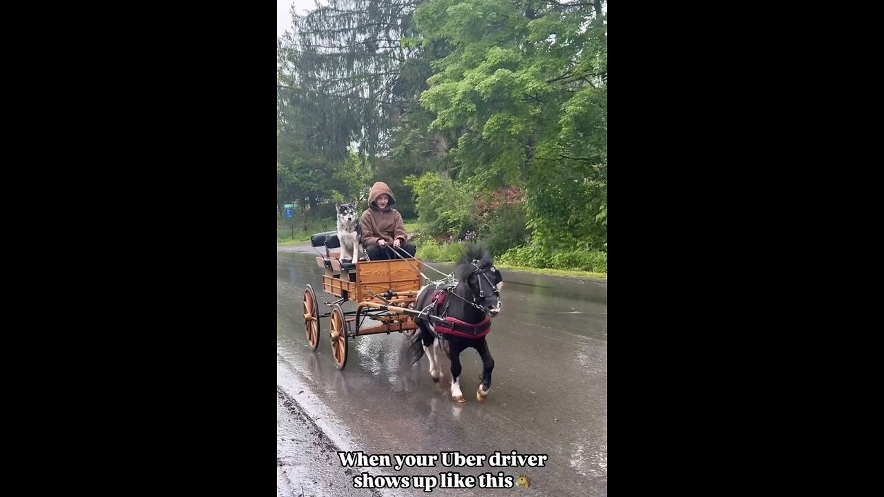 Little Cookie working hard again .mp4
