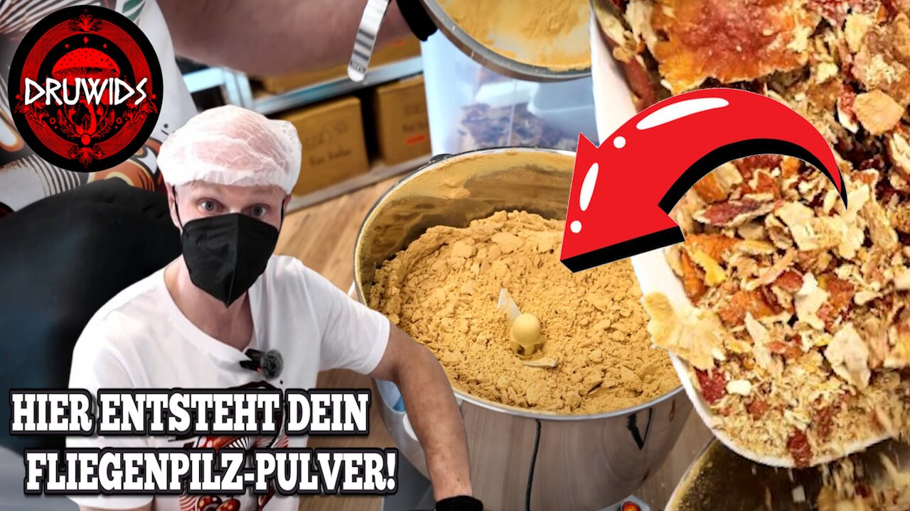 So stellen wir Fliegenpilz-Pulver selbst her! 🍄🔥