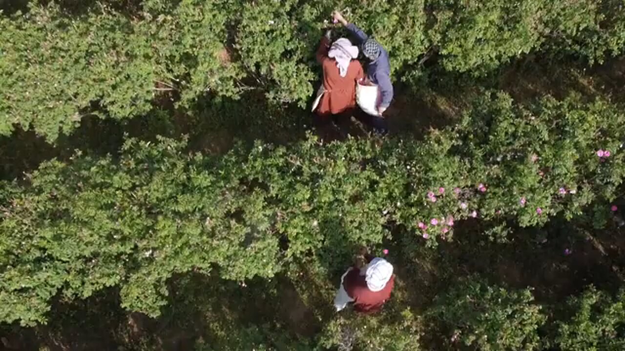 Saudi's 'city of roses' offer fragrant reminder of desert's beauty