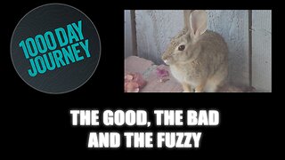 1000 Day Journey 0730 The Good, The Bad, and The Fuzzy