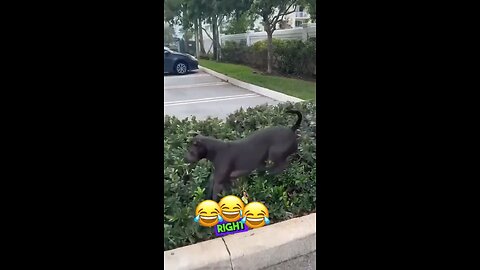 Try not to laugh: animal edition