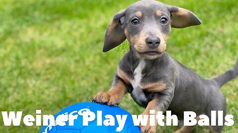 The Best Dachshund playing Balls Video compilation, Cute Sausage dog puppies Weiner Enjoyable video