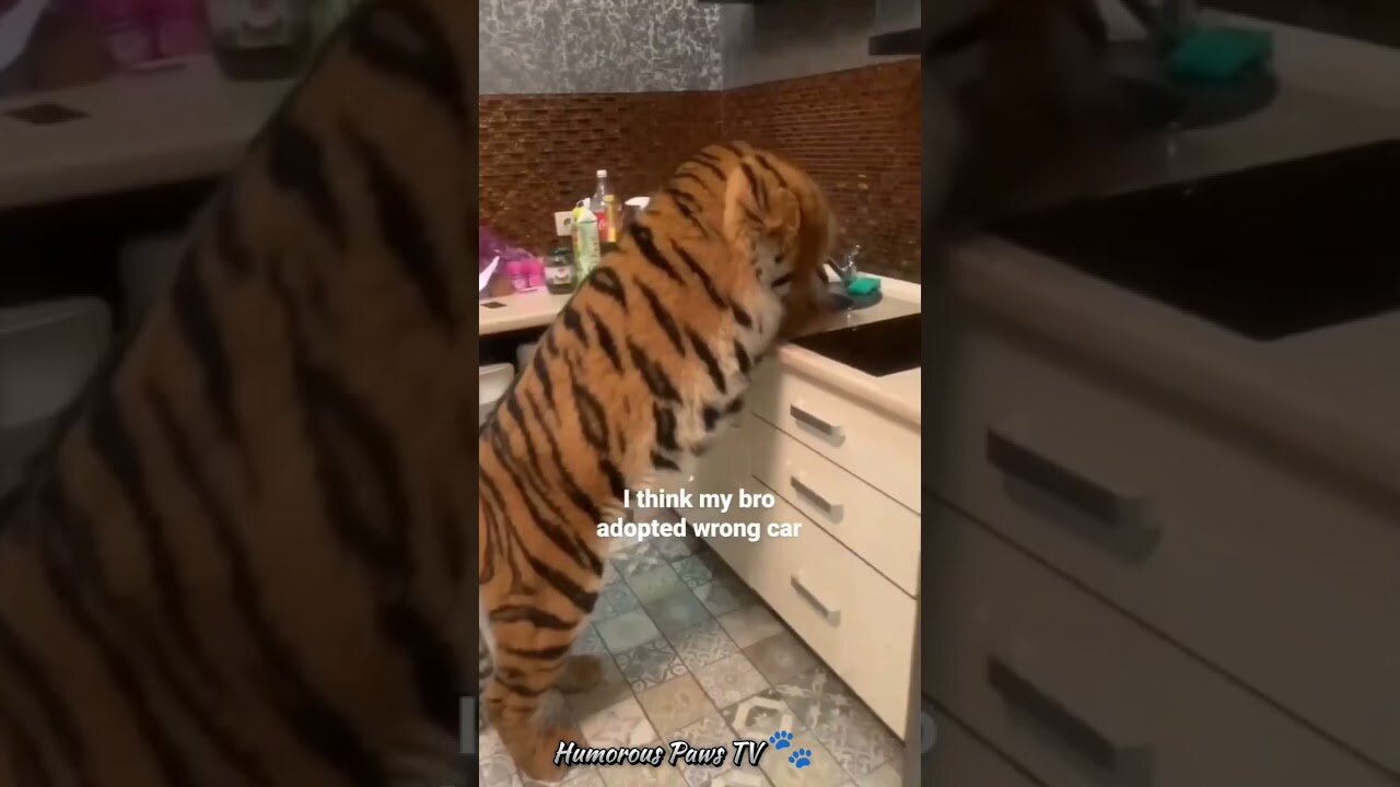 Funny animals 2024😂- Funniest Cats and Dogs Video😹🐶