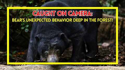 Caught on Camera Bear’s Unexpected Behavior Deep in the Forest!