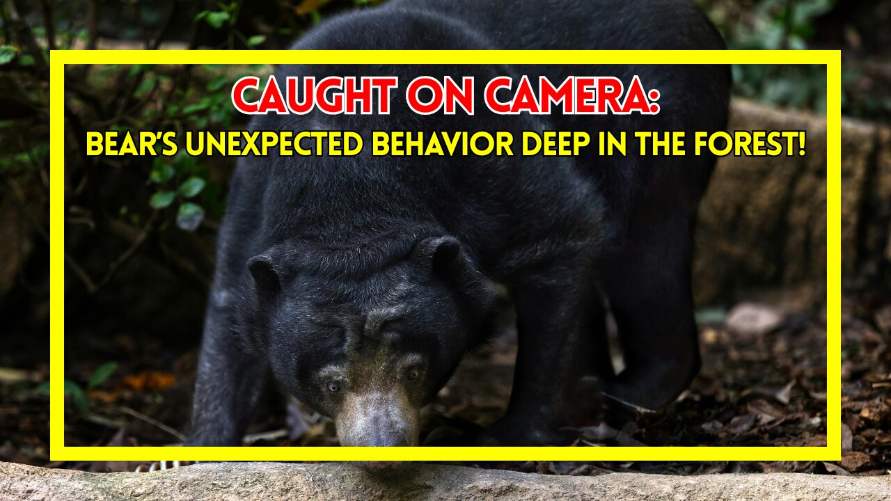 Caught on Camera Bear’s Unexpected Behavior Deep in the Forest!
