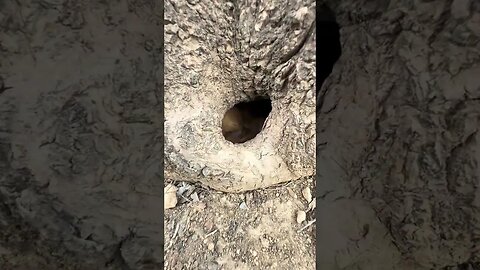 Discovering a nest of sleeping little rabbits. Cute pet debut plan. Rabbit pastoral cute pet