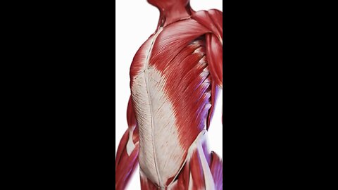 Abdominal Muscles Explained | 3D Medical Animation | Core Strength & Function