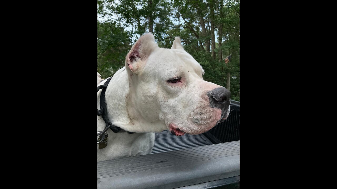 Bad to the bone