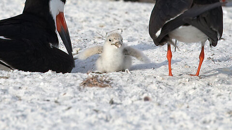 Hatching Day 11 Part 1: Evening with Black Skimmers on the Beach