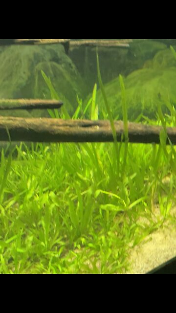 Clearwater Marine Aquarium