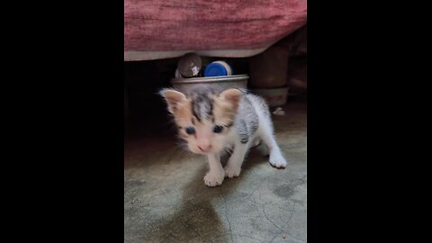 Funniest animal videos ever