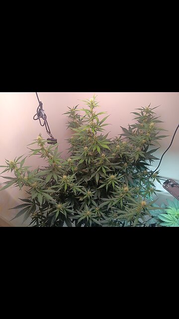 Gorilla Cookies week 6 day 3