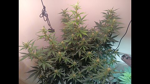 Gorilla Cookies week 6 day 3