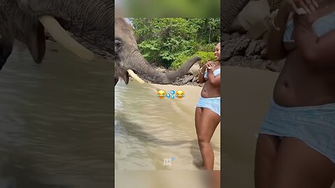 Animals Funny Compilation #funnyanimals #animals #pets #shorts