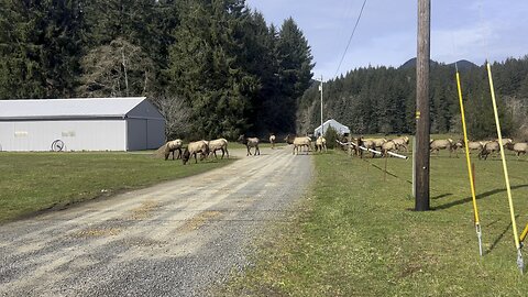 Elk time