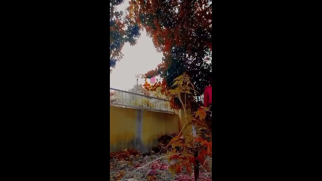 Dekha hela