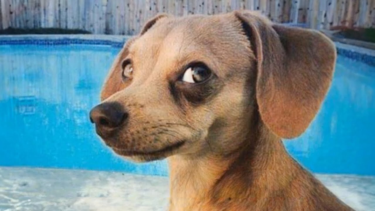 The Ultimate 2025 Pet Comedy Show! 😂 Dogs & Cats Edition | 𝐘𝐨𝐮 𝐋𝐚𝐮𝐠𝐡 𝐘𝐨𝐮 𝐋𝐨𝐬𝐞 😍😸😹