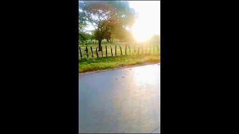 Despertar