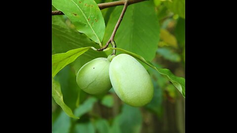Useful Wild Plants. Trying Wild TN Paw Paw (Asimina triloba) 1st time. 09.15.2025