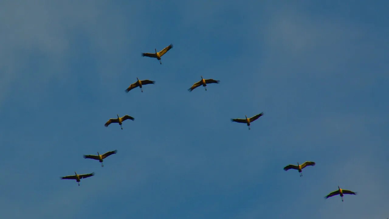 Thousands of Migrating Cranes in the Sky 🇩🇪 (2024-10)