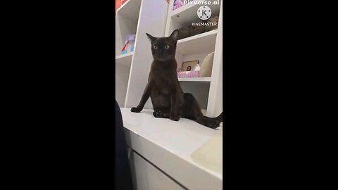 ai cat dance