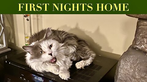Sick Kitty ! - Foggy Day 13 and 14
