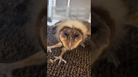 A couple had to call rescue workers to get out of the fireplace