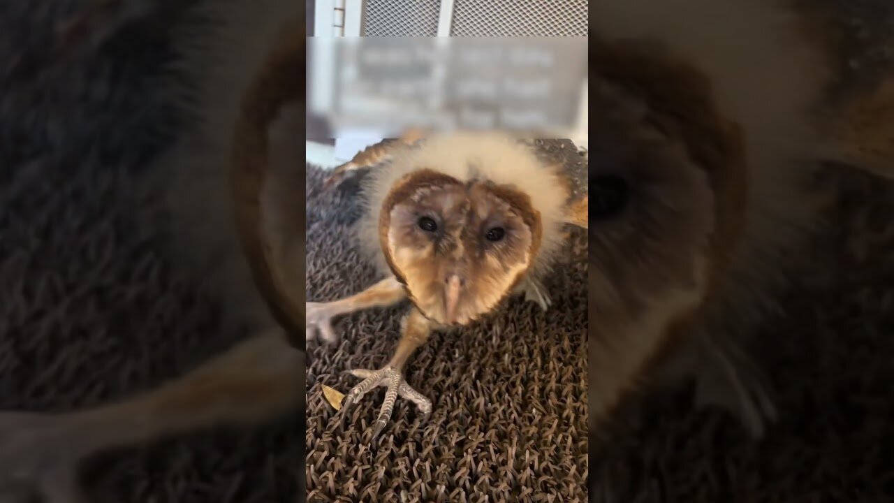 A couple had to call rescue workers to get out of the fireplace