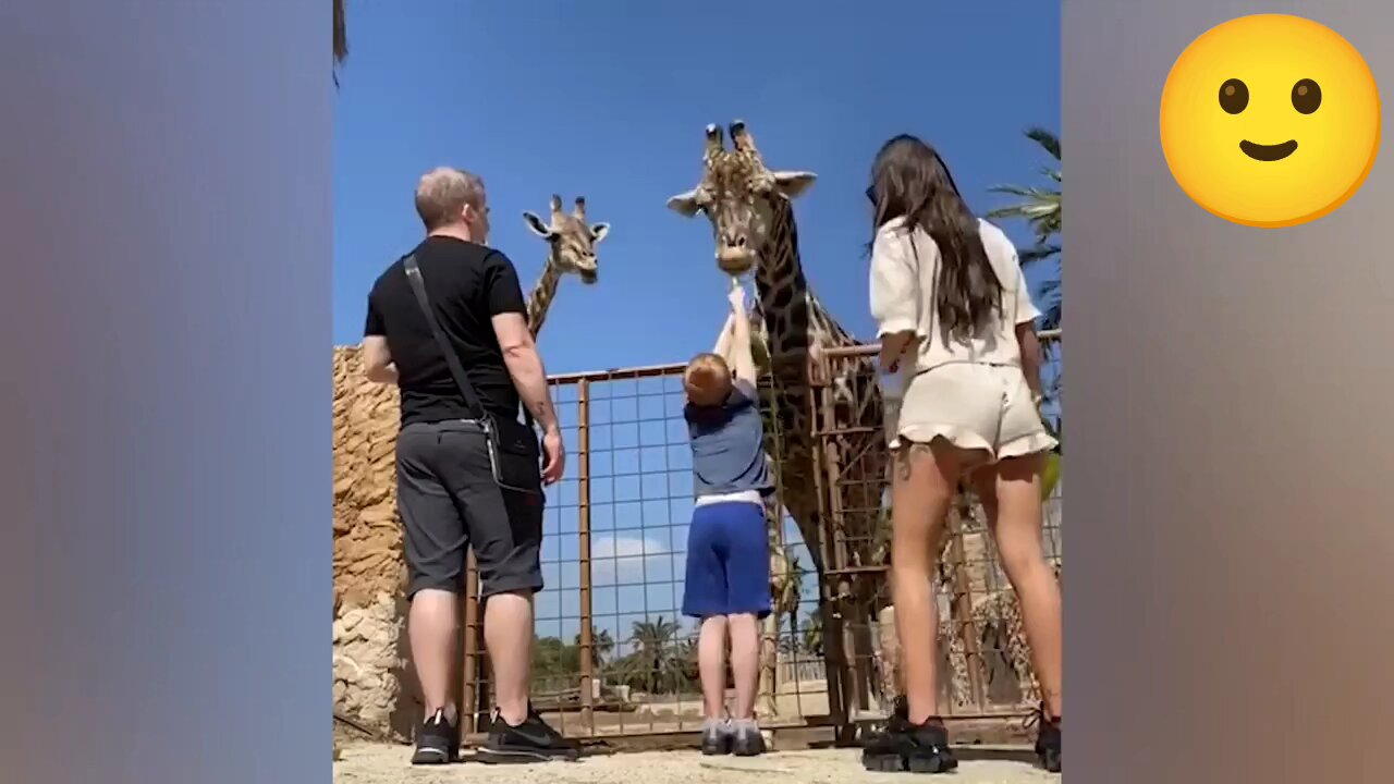 Playful animals❤️