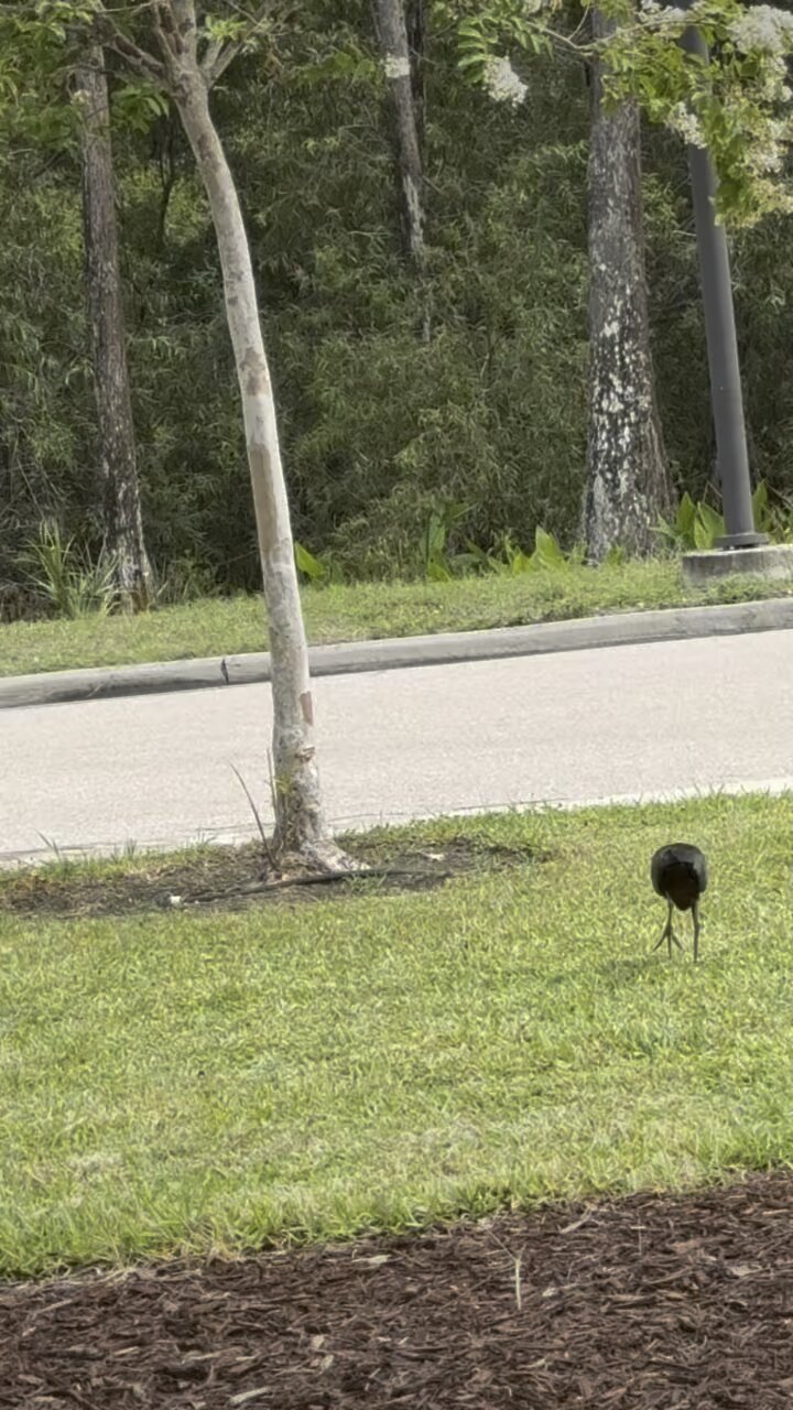 Beautiful Glossy Ibis! | 4K