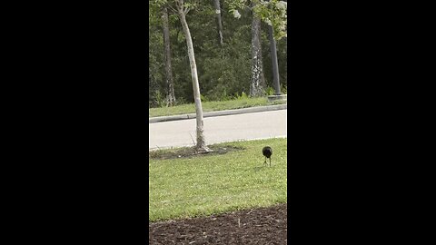 Beautiful Glossy Ibis! | 4K