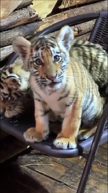 Fearsome predators are preparing to hunt!