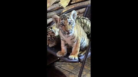 Fearsome predators are preparing to hunt!