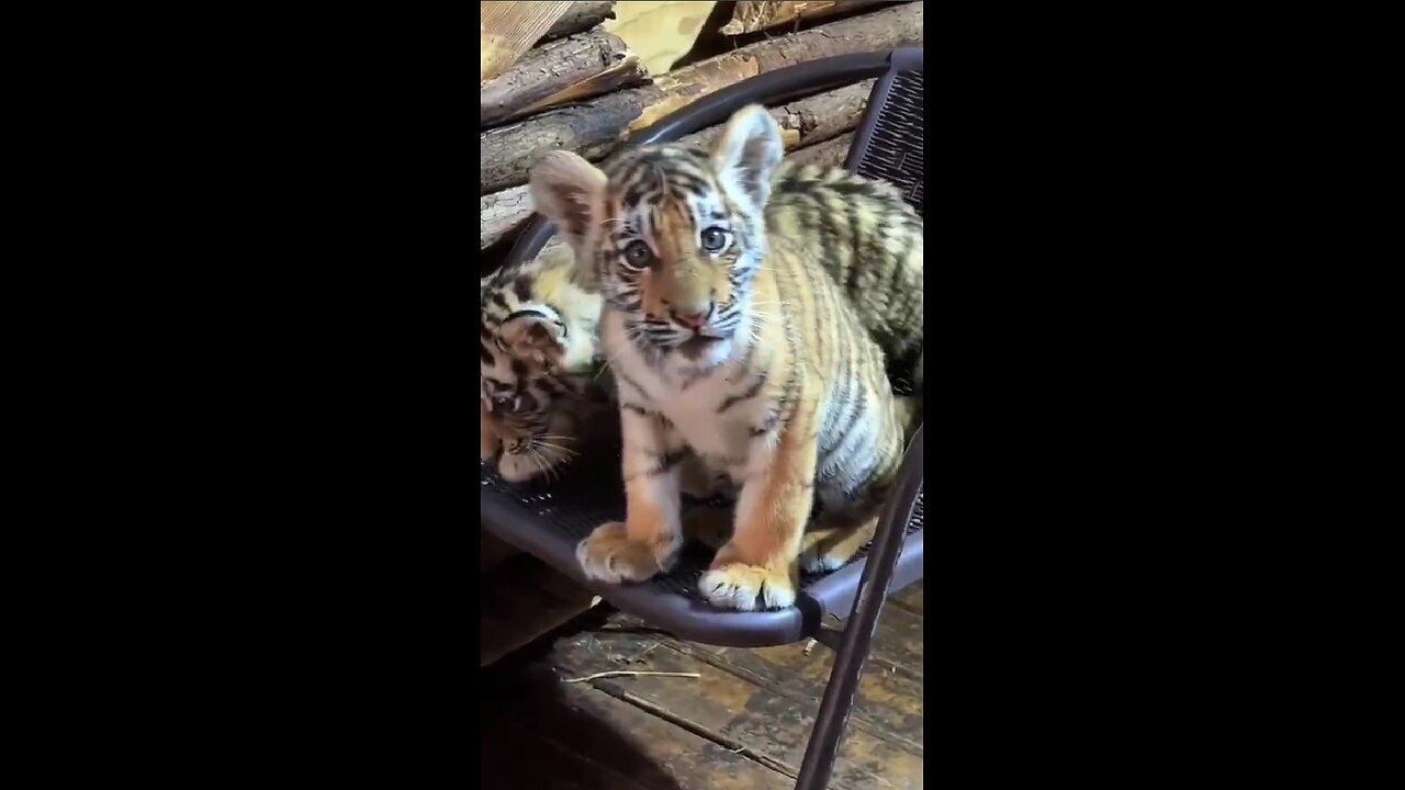 Fearsome predators are preparing to hunt!