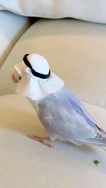 Saudi Parrot