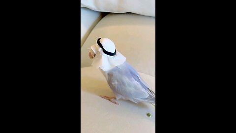Saudi Parrot