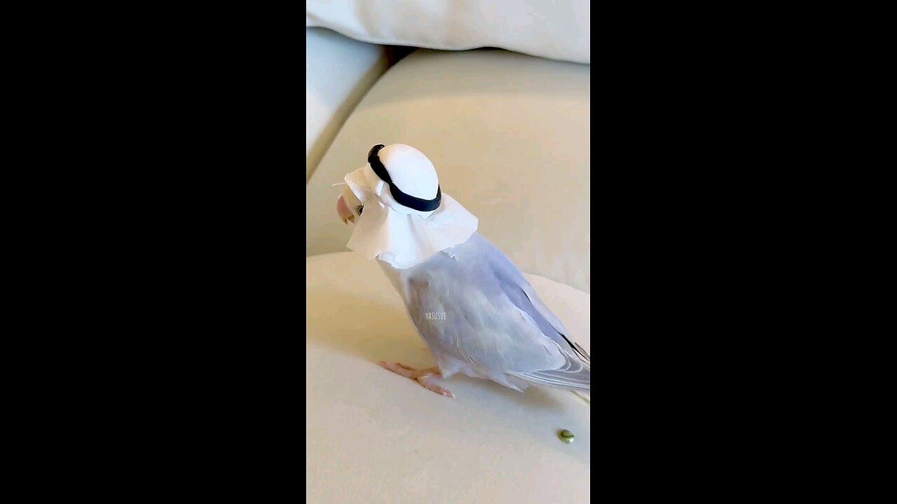 Saudi Parrot