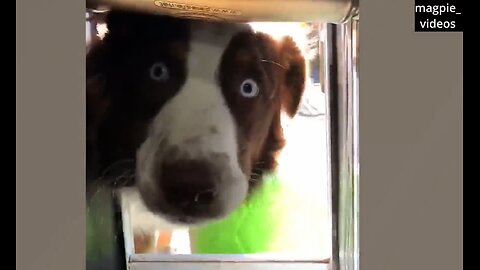Funny Animal Moments