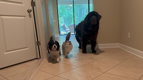Ragdoll Cavalier and Newfy have an adorable play session