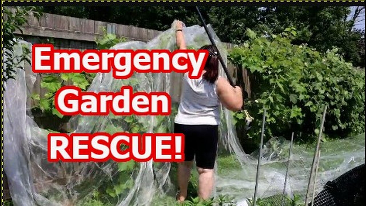 A Garden Growth Explosion First Harvest Pickings Battling Japanese Beetles & Squirrels