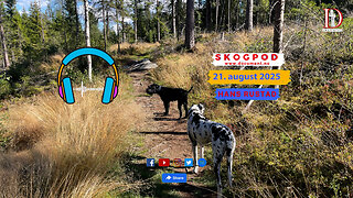 Skogpod 21. august 2025