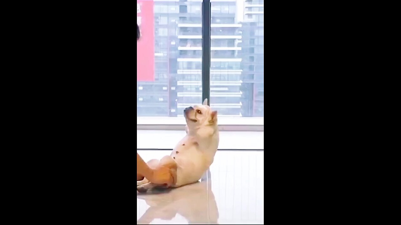 Epic Pet Fails & Funny Animal Moments 😂 | Try Not to Laugh!