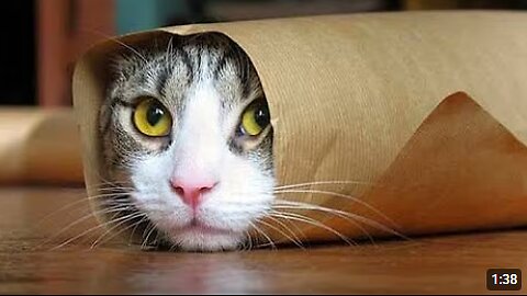 Funniest Animals - Cute Cats and Dogs Funny Videos Compilation || Animal Gags