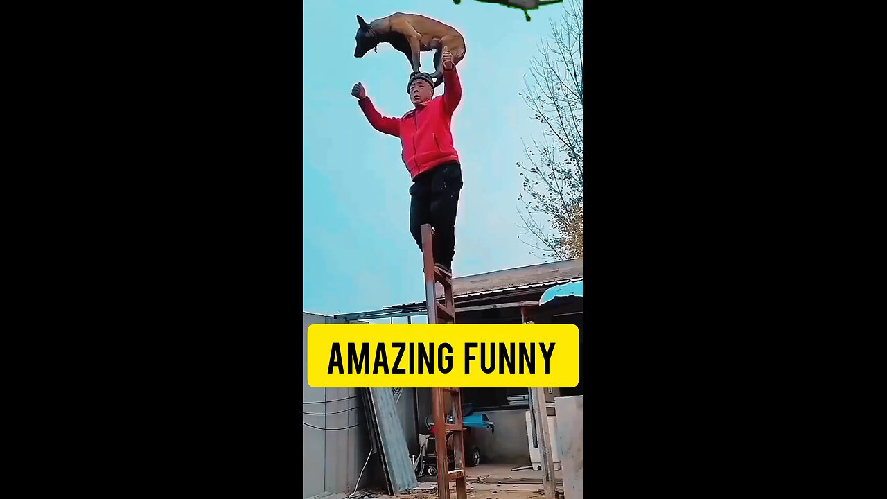 *"Doggy Vault Madness!"* 🤯🐕