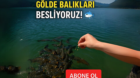 Abant Gölü’nde Balıkları Besliyoruz! 🐟 Canlı Yayında Sazanlarla Buluşma