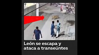 Arrestan a hombre tras fuga de su león que hirió a tres personas